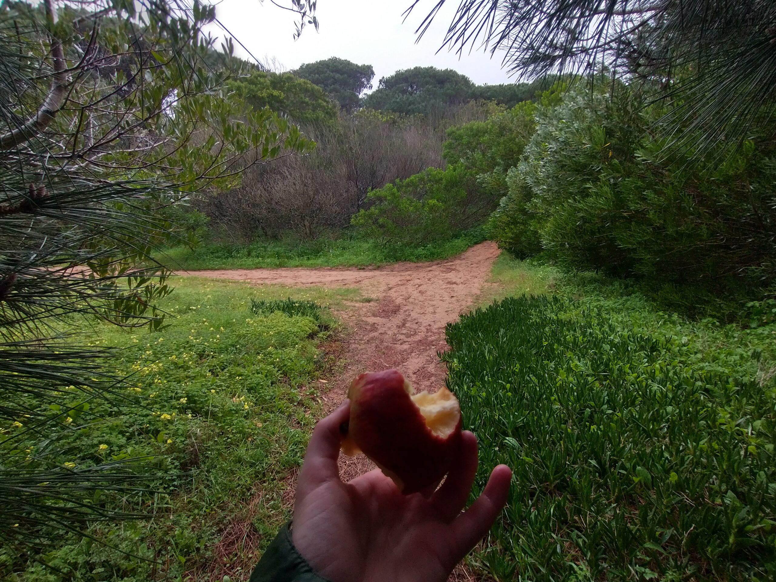 The picture shows a bitten into apple that is being held by the author under the shelter of a tree. The surrounding trees are completely different species (ie. None of them are apples).